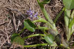 Bouquet mudplantain